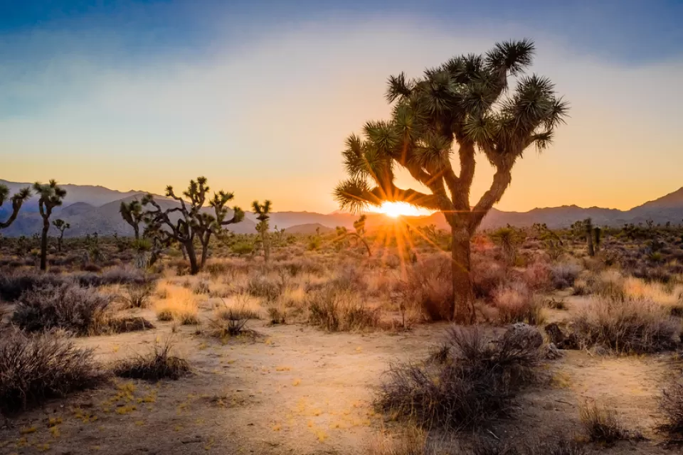 California Desert